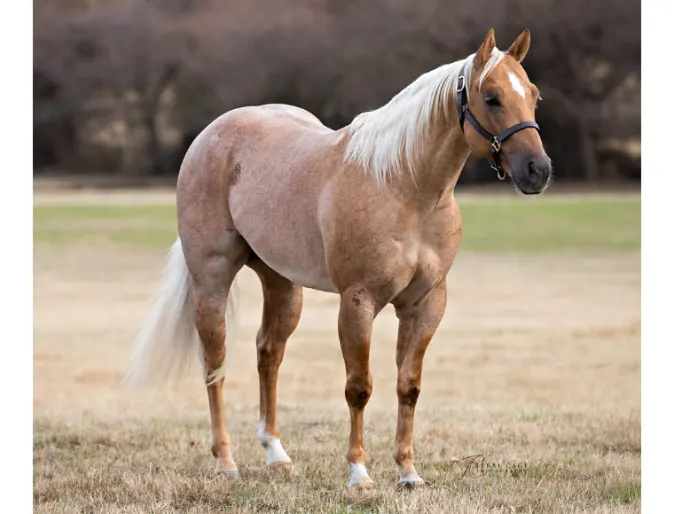 HQ Helluva Cat, a light brown horse